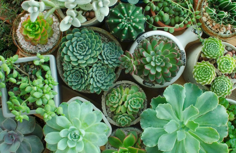 Benefits of Keeping an Indoor Garden