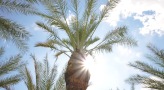 palm tree and a bright sun ray